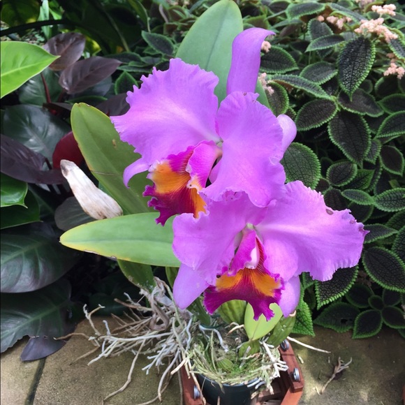 Meet your Posher, Lien - Picture 1 of 1